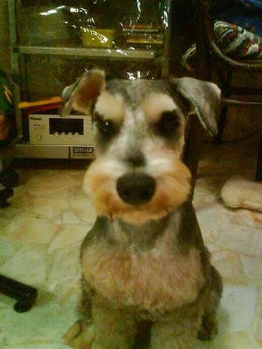 Well-trained Schnoodle