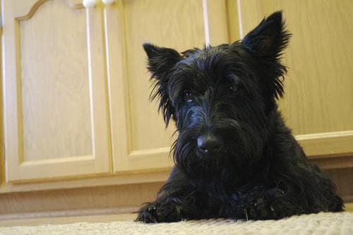 Scottish Terrier personality and temperament
