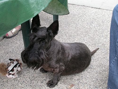 Well-trained Scottish Terrier