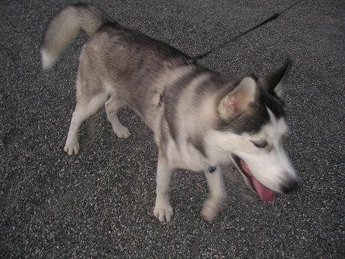 Siberian Husky personality and temperament