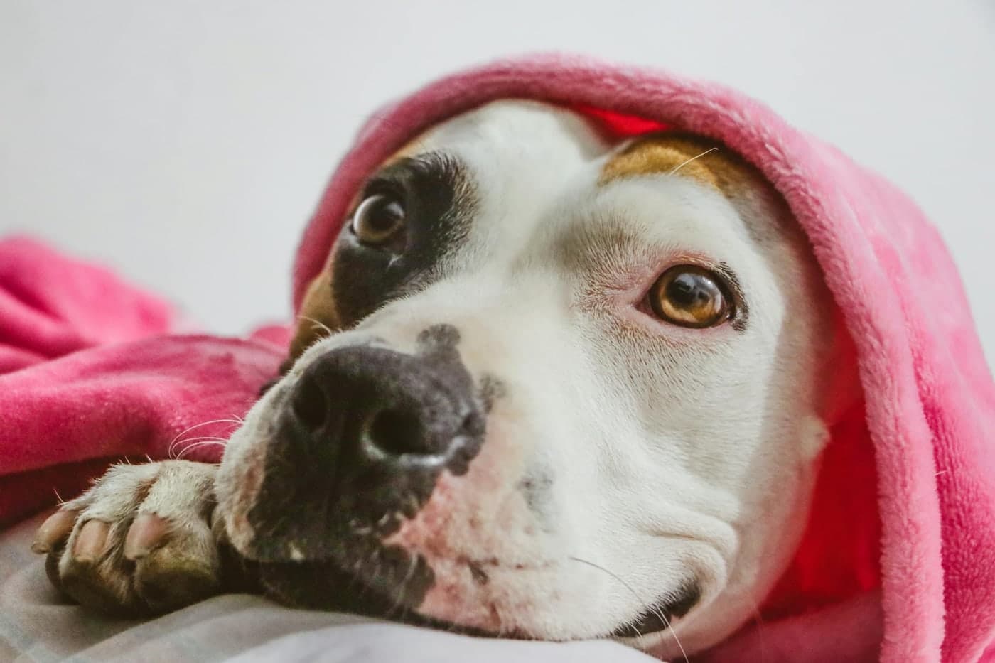 Staffordshire Bull Terrier personality and temperament