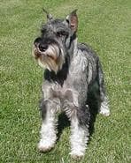 Well-trained Standard Schnauzer