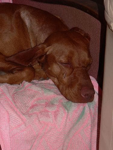 Vizsla