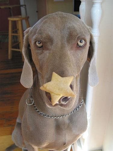 Weimaraner personality and temperament