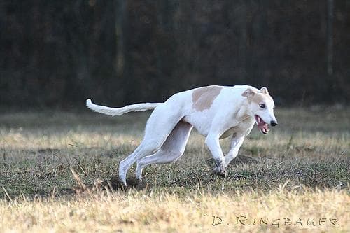 Whippet personality and temperament