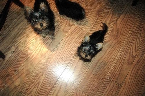 Yorkshire Terrier personality and temperament