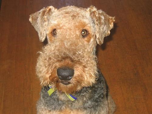 Airedale Terrier breed-specific training