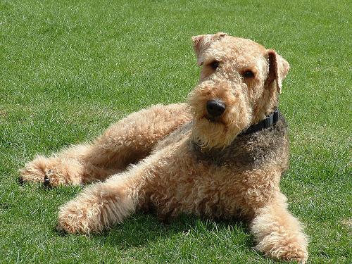 A Airedale Terrier companion