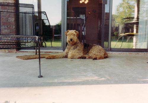 A calm, attentive Airedale Terrier